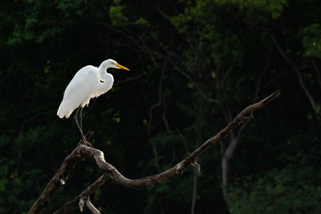 Great Egret Standing on a Branch Costa Rica