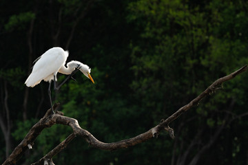 Great Egret Scratching its Neck on one Leg