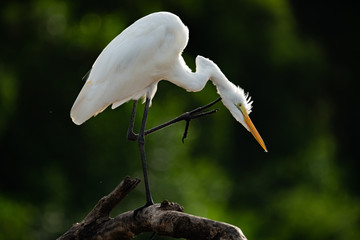 Great Egret Scratching its Neck Costa Rica