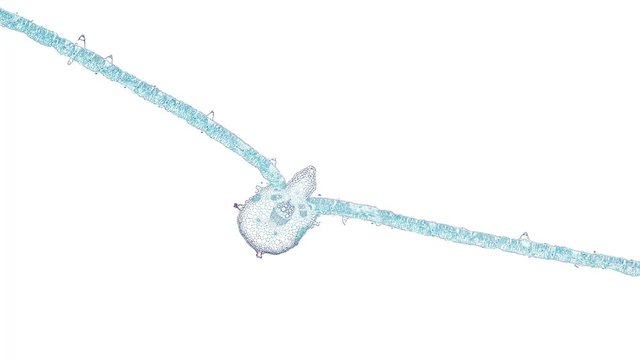 dicotyledon leave - cross section cut under the microscope &ndash; microscopic view of plant cells for botanic education