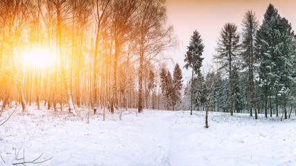 Christmas trees covered with snow in the city park