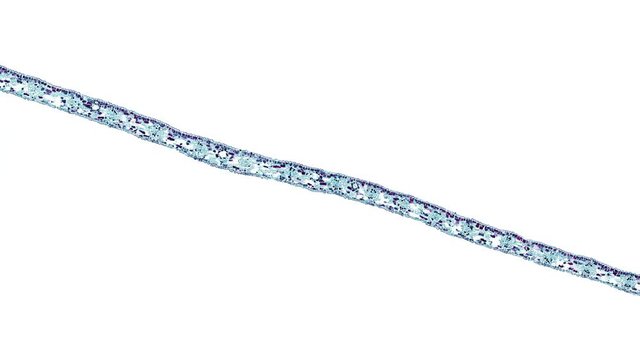 ginkgo leaf - cross section cut under the microscope &ndash; microscopic view of plant cells for botanic education