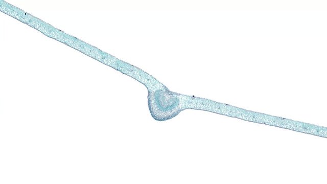 ligustrum leaf - cross section cut under the microscope &ndash; microscopic view of plant cells for botanic education