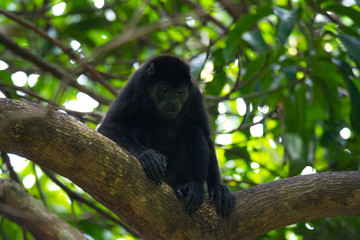 Black Howler monkey, genus Alouatta monotypic in subfamily Alouattinae, one of the largest of New World monkeys, rests on a branch in his habitat rain forest.