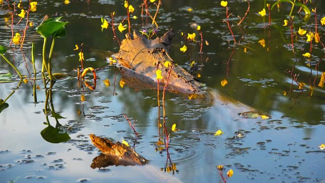 log in water with algae and yellow flowers.