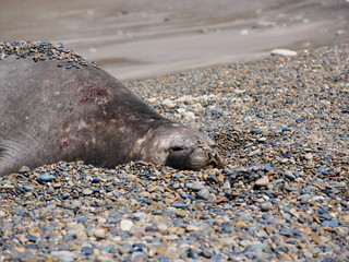 Sea elephants rest on the Atlantic Coast of Patagonia