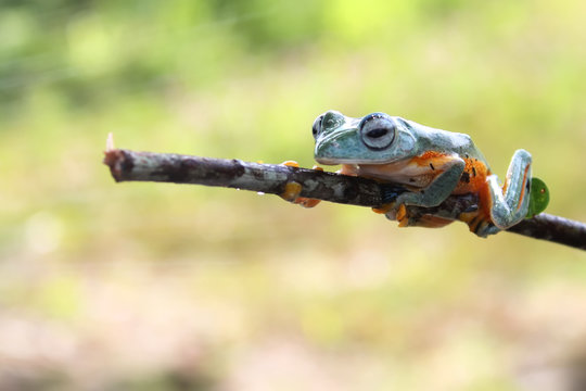 Dumpy tree frog