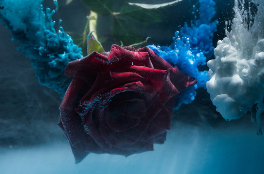 Scarlet rose with water drops and bubbles in abstract splashes of turquoise and white paint