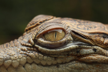 Eye crocodile  river Borneo
