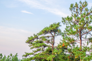 Pine tree and blue sky in the Talladega National Forest in Alabama