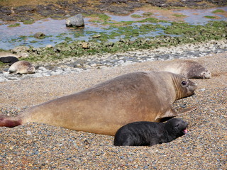 Sea elephants rest on the Atlantic Coast of Patagonia