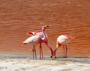 Flamingos and lagoons of Bolivia. Andean altiplano.