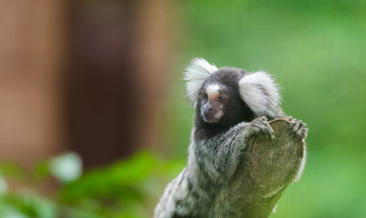 common marmoset (Callithrix jacchus) is a New World monkey, this one looking off at the end of a branch.