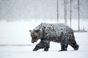 Brown bear in winter