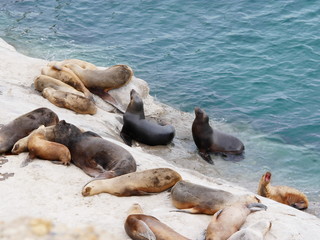 Sea lions on a rock of the coast of Patagonia.