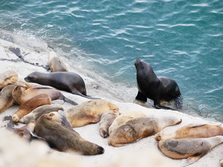 Sea lions on a rock of the coast of Patagonia.