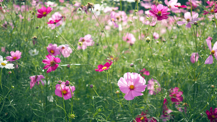 Landscape nature background of cosmos flower.