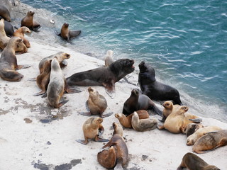 Sea lions on a rock of the coast of Patagonia.