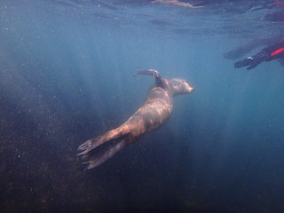 Obraz na płótnie Canvas Sea lions swimming underwater in the sea of Patagonia