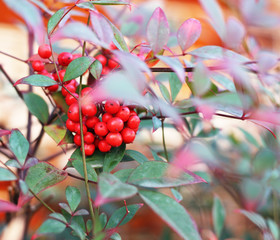Red berries on branch
