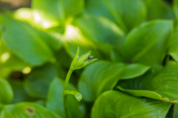 Bee collects nectar from the flower of Hosta, syn. Funkia, hostas, plantain lilies, giboshi .