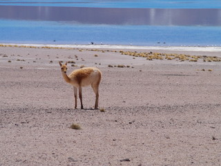 Vicunas in the high altitude of the Andes