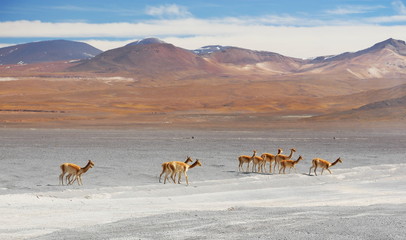 Vicunas in the high altitude of the Andes