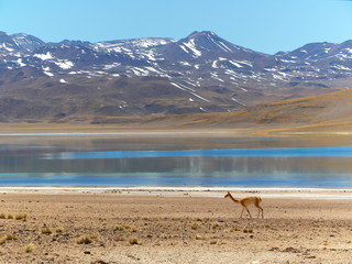 Vicunas in the high altitude of the Andes