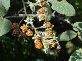Wild berries closeup
