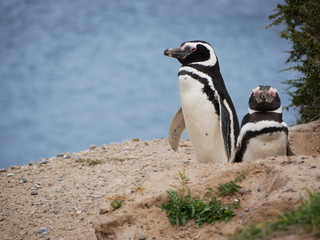 Magellanic penguins on the coast of Patagonia Argentina.