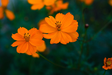 Orange flower in garden