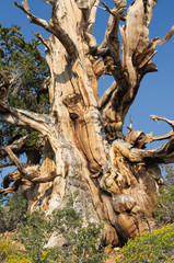 Ancient Bristlecone Forest