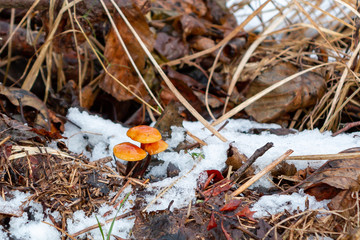 Winter mushrooms Flammulina velutipes in a snow-covered ravine