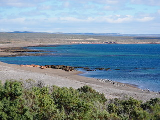 Magellanic penguins on the coast of Patagonia Argentina.