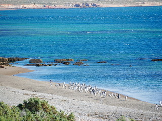 Magellanic penguins on the coast of Patagonia Argentina.