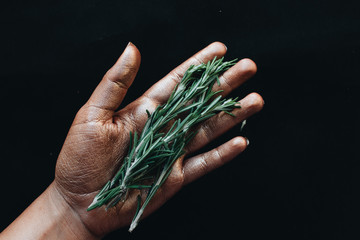 Female hand holding aromatic rosemary twig