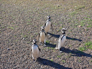 Magellanic penguins on the coast of Patagonia Argentina.