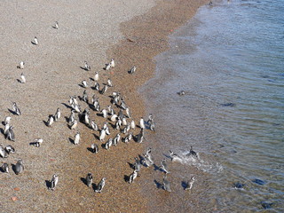 Magellanic penguins on the coast of Patagonia Argentina.