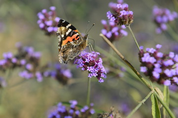 The butterfly in outdoor