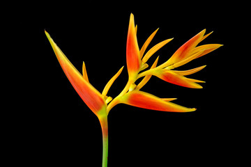 Ornamental flowers : Heliconia ( Heliconia x nickeriensis) A great heliconia for cut flowers, a hybrid between Heliconia marginalia and H. psittacorum. Isolated on black background.