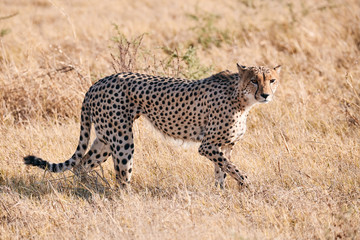 Fototapeta na wymiar cheetah, (Acinonix jubatus)