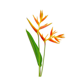 Ornamental flowers : Heliconia ( Heliconia x nickeriensis) A great heliconia for cut flowers, a hybrid between Heliconia marginalia and H. psittacorum. Isolated on white background.