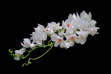 Flowers : White Mexican Creeper (Antigonon leptopus) Isolated on Balck background. 