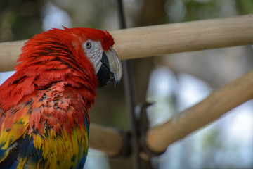 Close-up of Parrot