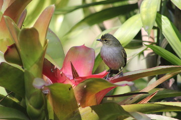 Mielero Común (Coereba flaveola)