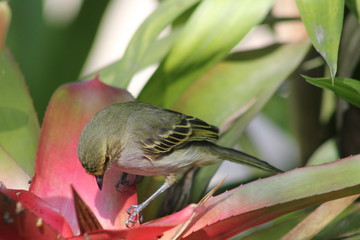 Mielero Común (Coereba flaveola)