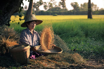 Elderly Asian woman sitting winnowing rice  in the rice paddy countryside at Suphanburi Province in Thailand.