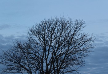 Bare branches stretched wide open to a winter sky
