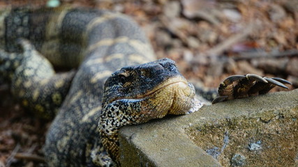 Foto de un reptil se podría decir posando 