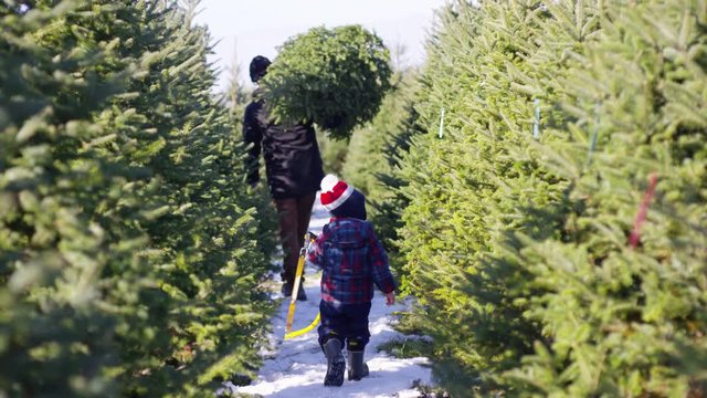 Father carrying christmas tree while toddler son carries saw after cutting it down at christmas tree farm